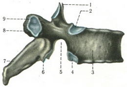 грудний хребець
